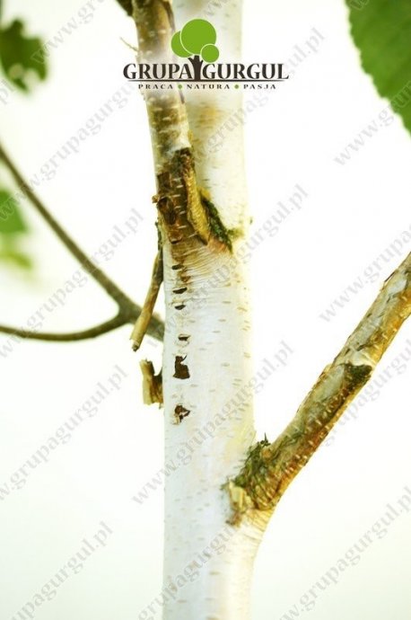 brzoza-utilis-betula-utilis-sspjacquemontii.3_f