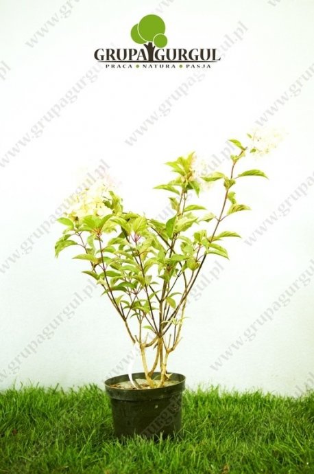 Hortensja bukietowa ‚Grandiflora’ – Hydrangea paniculata ‚Grandiflora’