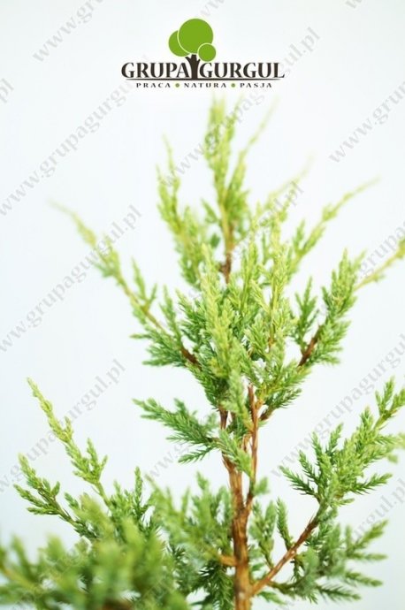 Jałowiec łuskowaty ‚Holger’ – Juniperus squamata ‚Holger’ – na pniu