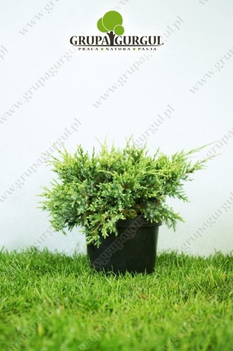 Jałowiec łuskowaty ‚Holger’ – Juniperus squamata ‚Holger’