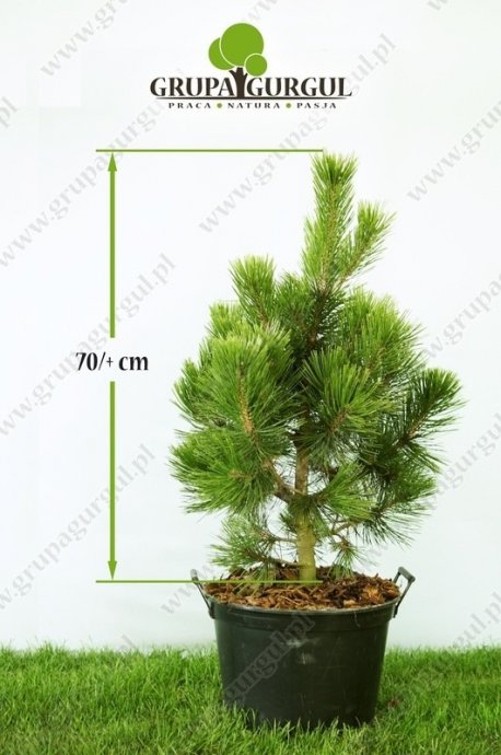 Sosna bośniacka ‚Compact Gem’ – Pinus leucodermis ‚Compact Gem’