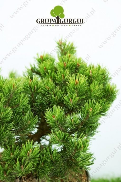 Sosna kosodrzewina ‚Mops’ – Pinus mugo ‚Mops’