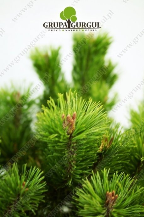 Sosna kosodrzewina odm. pumilio – Pinus mugo var. pumilio