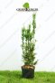 Cis pośredni ‚Hicksii’ – Taxus media ‚Hicksii’