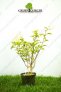 Hortensja bukietowa ‚Grandiflora’ – Hydrangea paniculata ‚Grandiflora’
