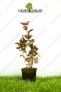 Pęcherznica kalinolistna ‚Diabolo’ – Physocarpus opulifolius ‚Diabolo’