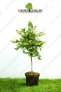 wiaz-drobnolistny-geisha-ulmus-parvifolia-geisha_f