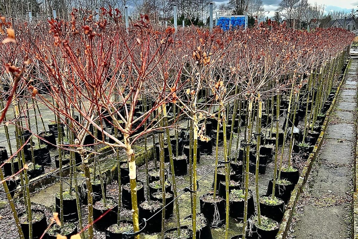 drzewka do wysadzania