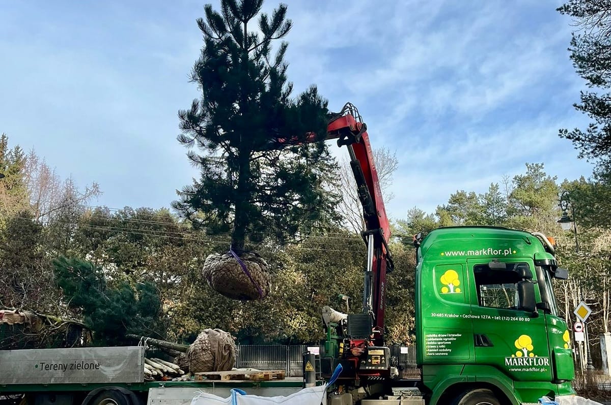 przesadzanie dużych drzew