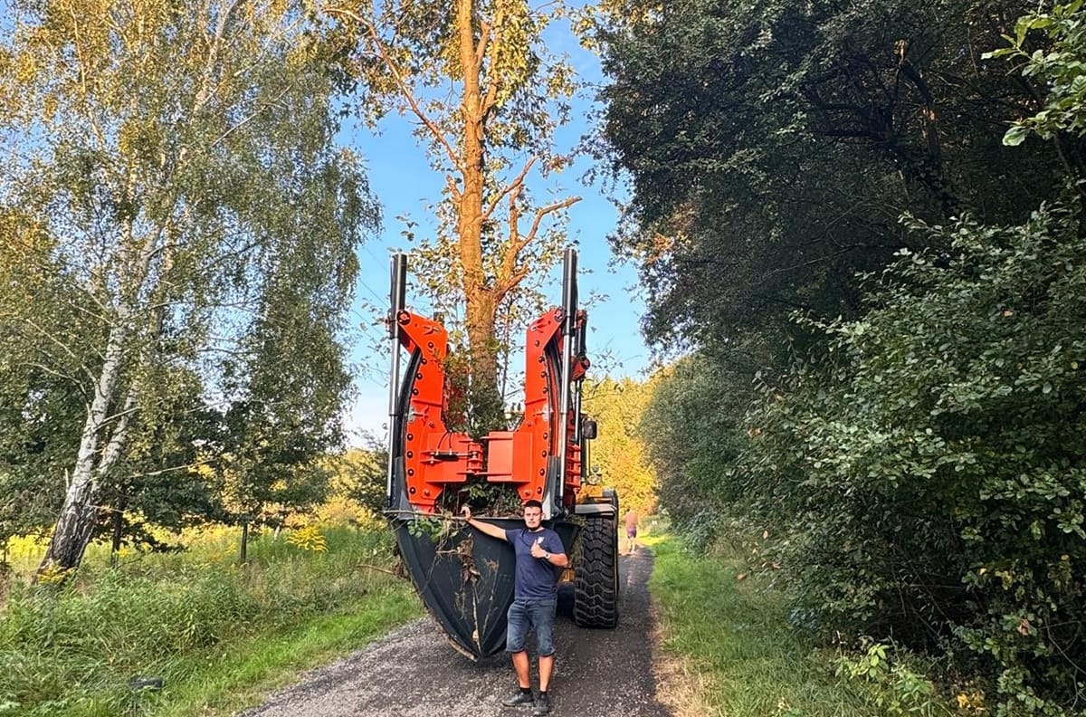 maszynowe przesadzanie drzewa