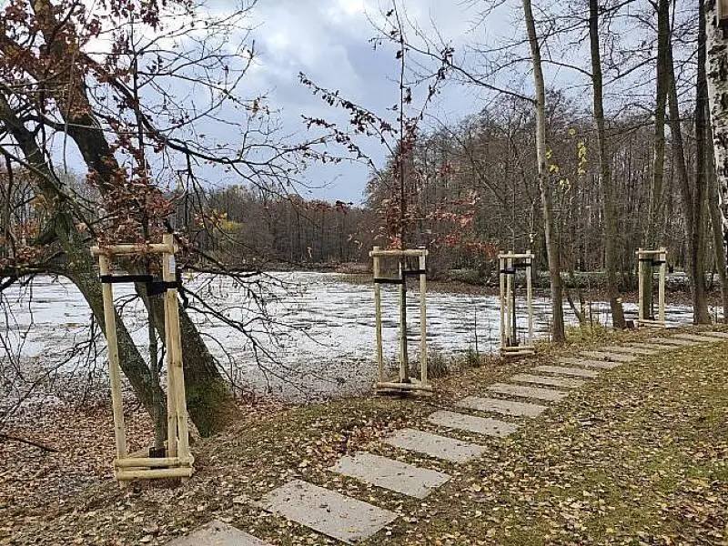 drzewa posadzone wokół zbiornika