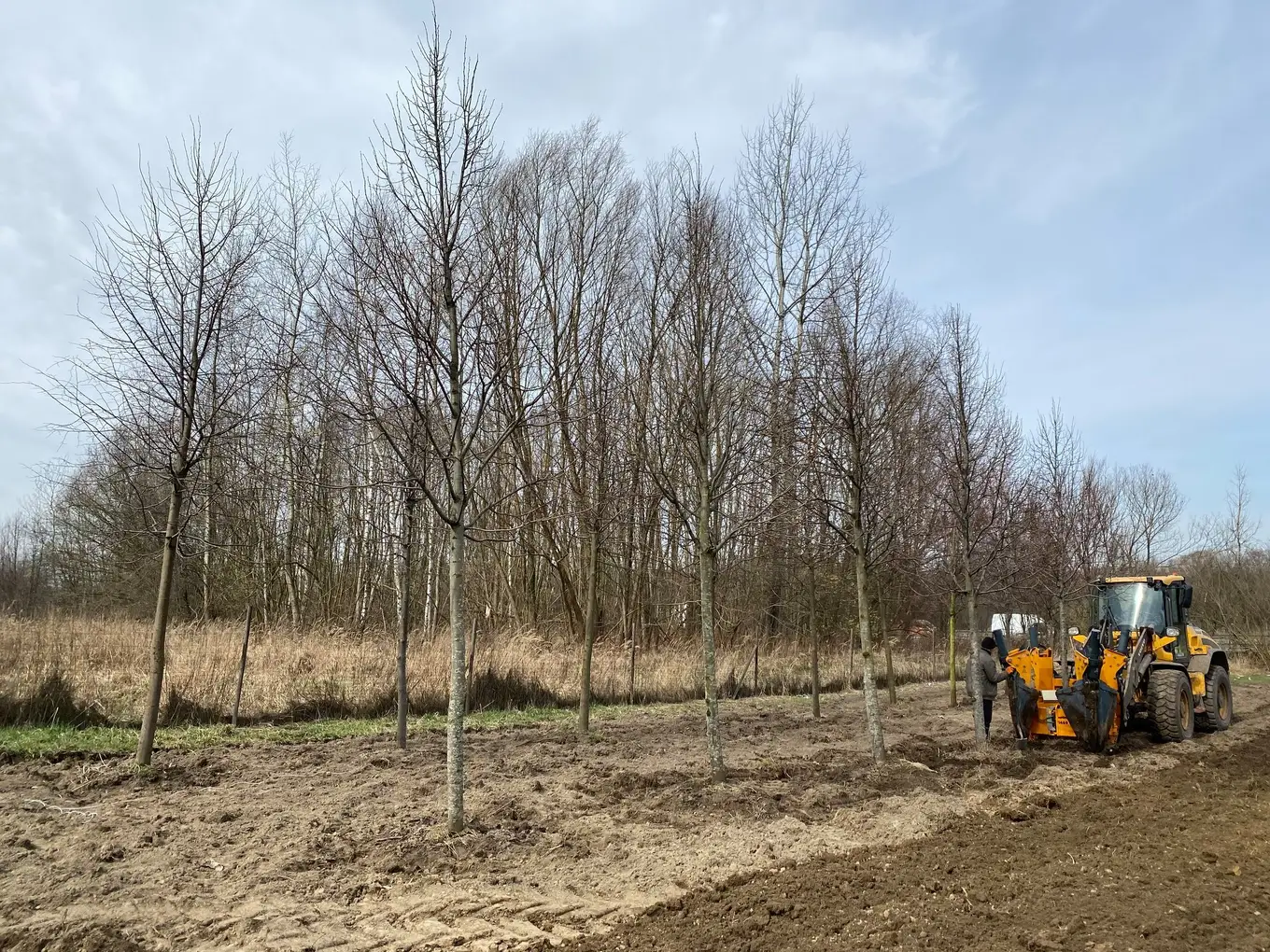 sadzenie drzew na działce