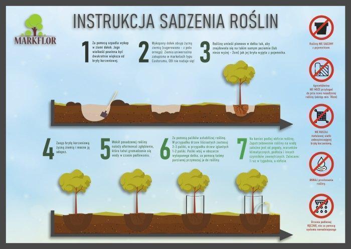 Instrukcja sadzenia drzew