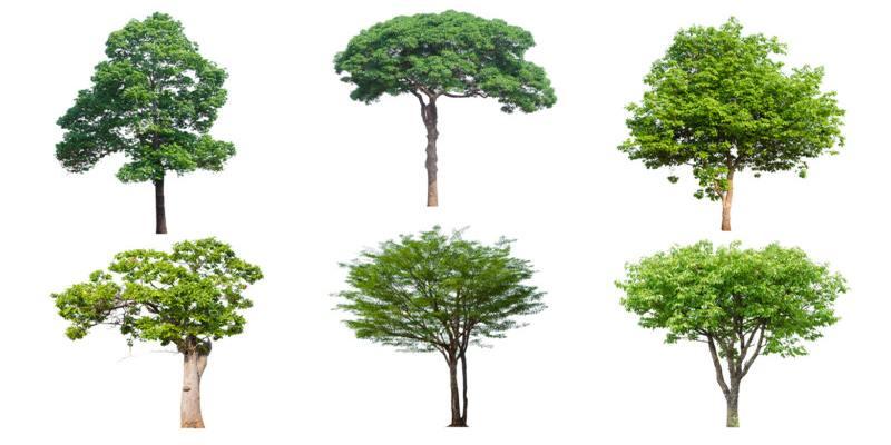 drzewa liściaste