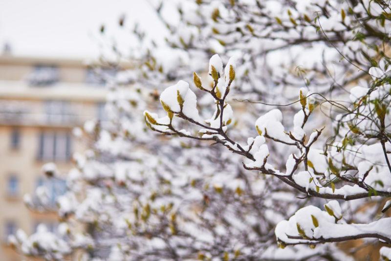 śnieg leżący na drzewie