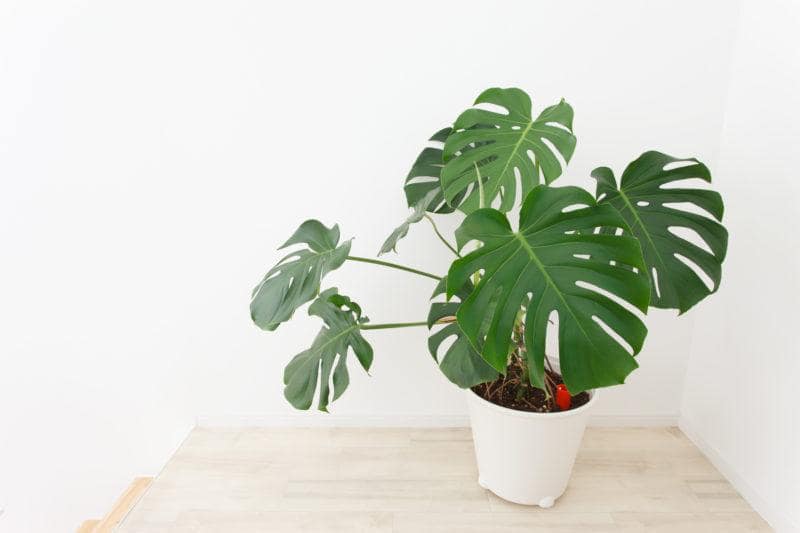 monstera z dziurami 2