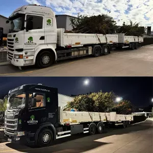 przesadzanie-drzew-1