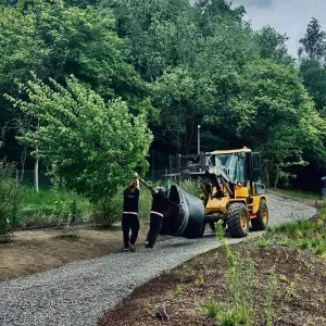 przesadzanie-duzych-drzew-2