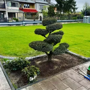 bonsai-krakow-3