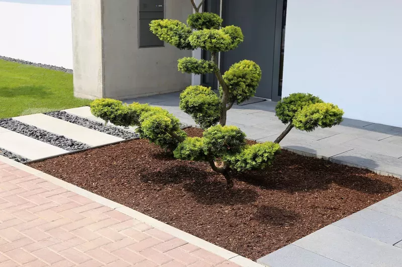 bonsai-01