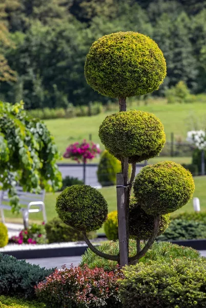 bonsai-03
