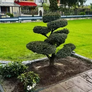 bonsai-krakow-3