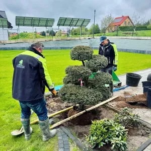sadzenie-bonsai-krakow