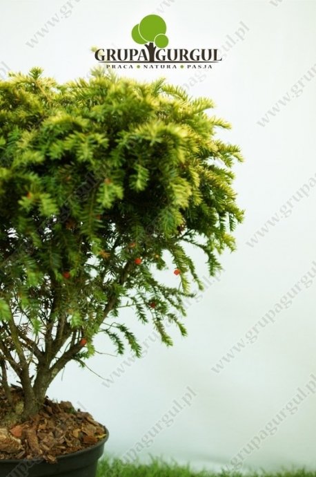 Cis pospolity ‚Summergold’ – Taxus baccata ‚Summergold’