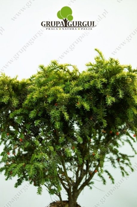 Cis pospolity ‚Summergold’ – Taxus baccata ‚Summergold’