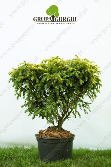 Cis pospolity ‚Summergold’ – Taxus baccata ‚Summergold’