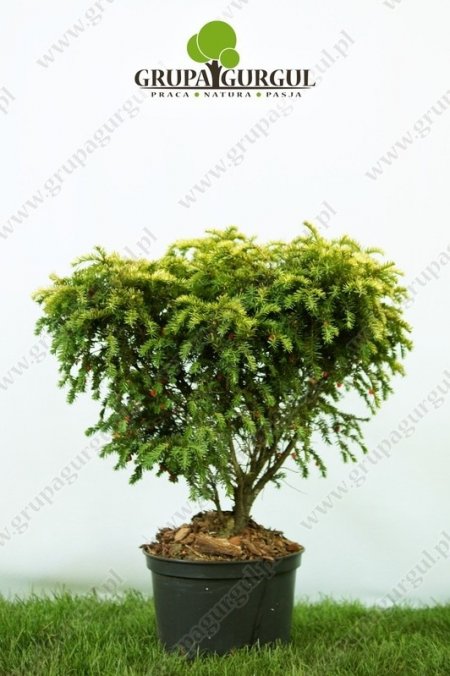 Cis pospolity ‚Summergold’ – Taxus baccata ‚Summergold’