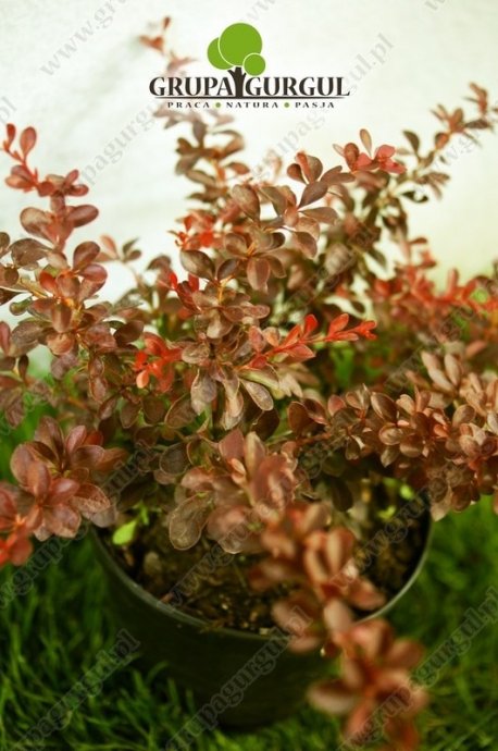 Berberys Thunberga ‚Atropurpurea Nana’ – Berberis thunbergii ‚Atropurpurea Nana’