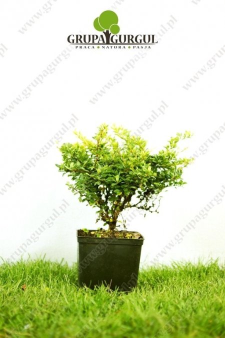 Berberys Thunberga ‚Kobold’ – Berberis thunbergii ‚Kobold’