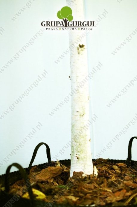 brzoza-utilis-betula-utilis-sspjacquemontii.2_f