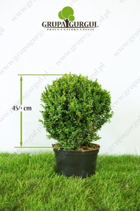 Bukszpan wieczniezielony – Buxus sempervirens – kula