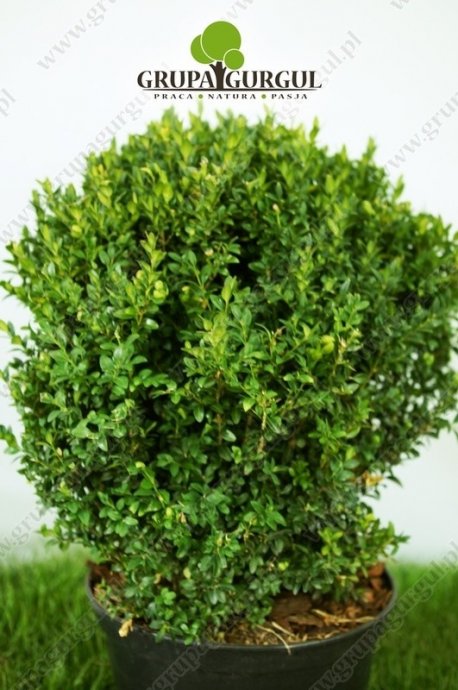 Bukszpan wieczniezielony – Buxus sempervirens – kula