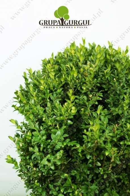 Bukszpan wieczniezielony – Buxus sempervirens – kula