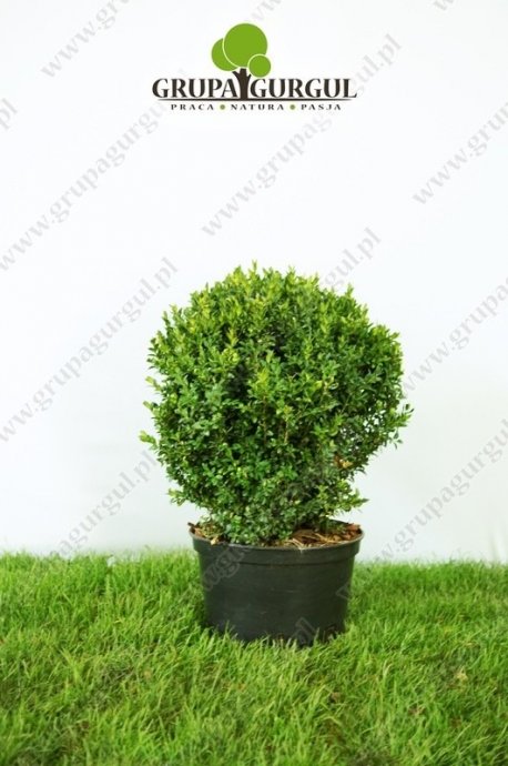 Bukszpan wieczniezielony – Buxus sempervirens – kula