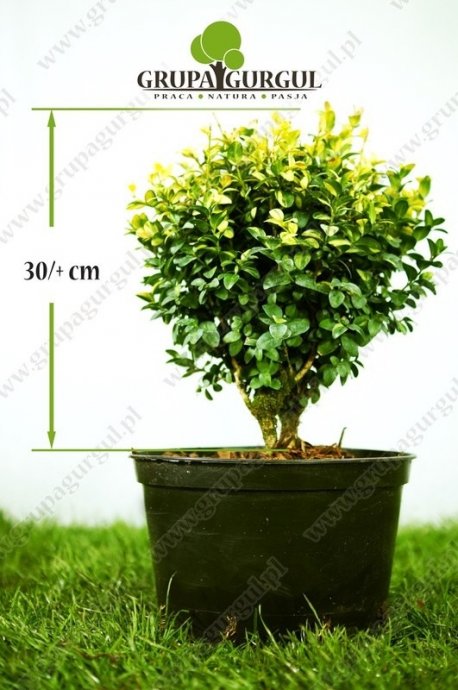 Bukszpan wieczniezielony ‚Gold Tip’ – Buxus sempervirens ‚Gold Tip’