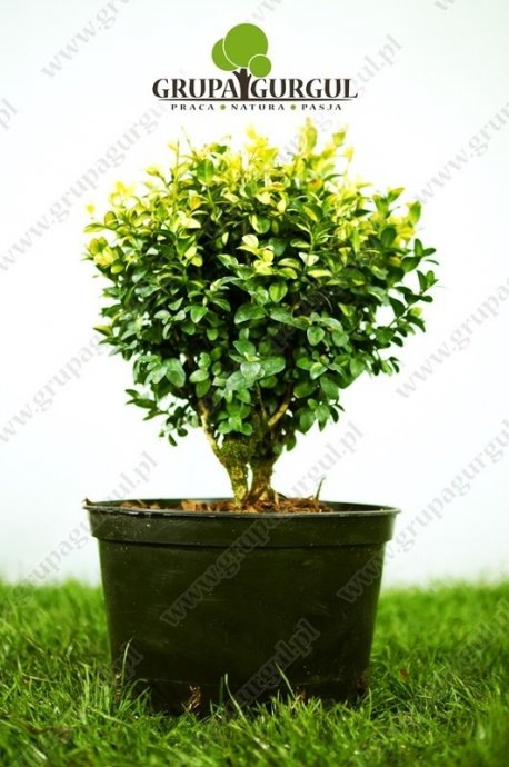 Bukszpan wieczniezielony ‚Gold Tip’ – Buxus sempervirens ‚Gold Tip’