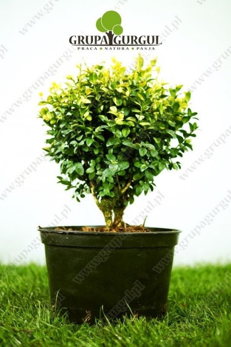 Bukszpan wieczniezielony ‚Gold Tip’ – Buxus sempervirens ‚Gold Tip’