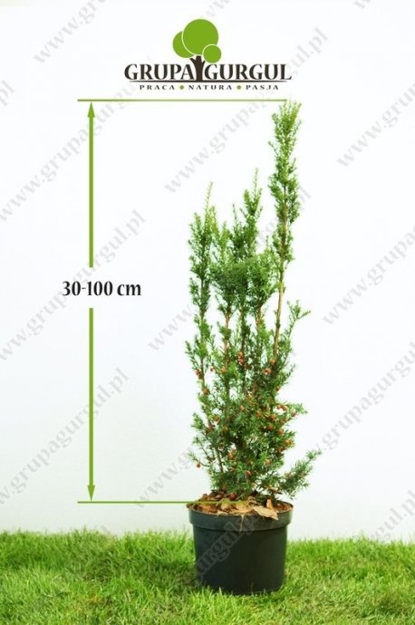 Cis pośredni ‚Hicksii’ – Taxus media ‚Hicksii’