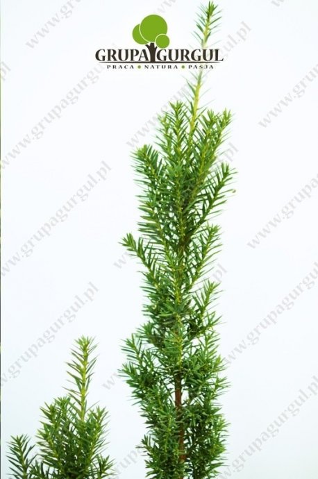 Cis pośredni ‚Hicksii’ – Taxus media ‚Hicksii’