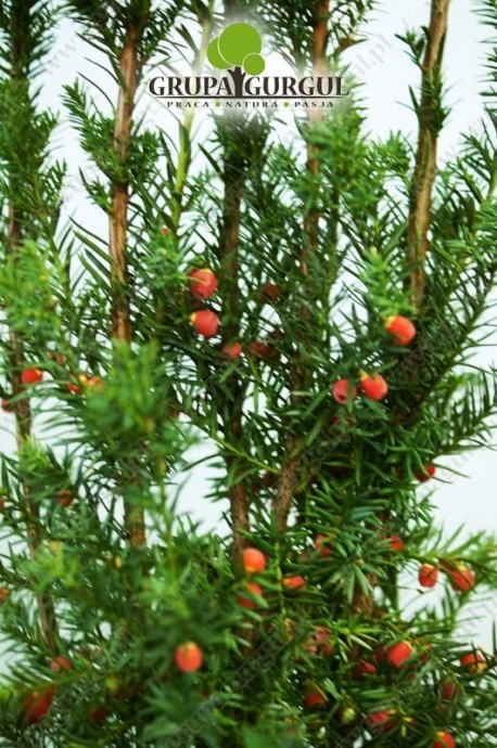 Cis pośredni ‚Hicksii’ – Taxus media ‚Hicksii’