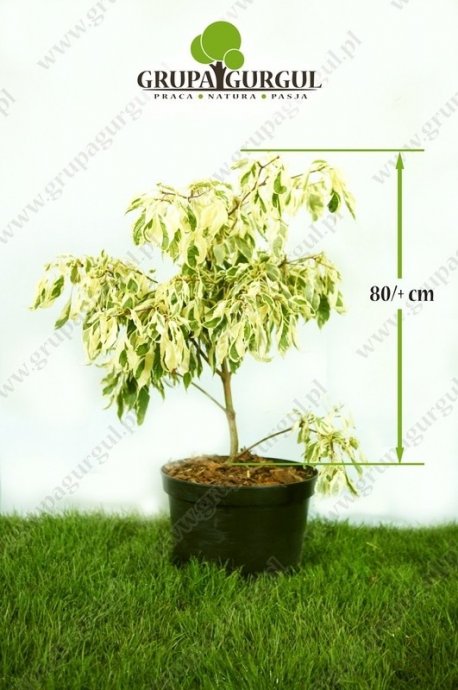 Dereń pagodowy ‚Variegata’ – Cornus controversa ‚Variegata’