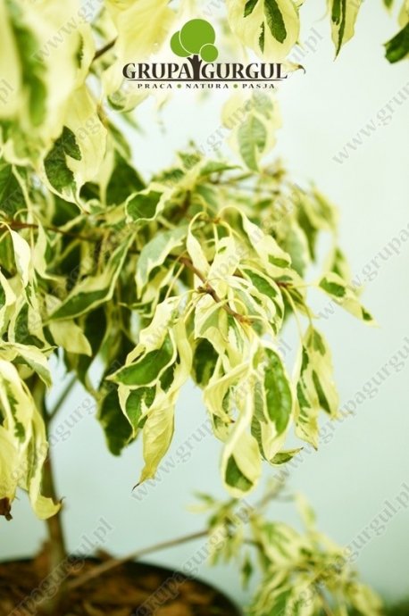 Dereń pagodowy ‚Variegata’ – Cornus controversa ‚Variegata’