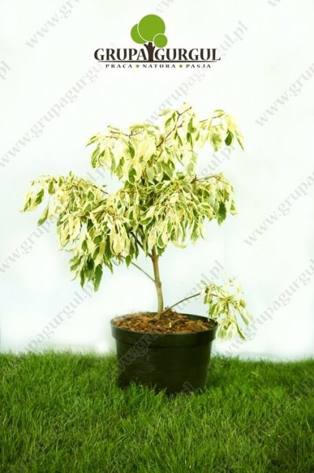 Dereń pagodowy ‚Variegata’ – Cornus controversa ‚Variegata’