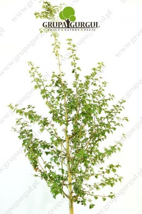 glog-posredni-pauls-scarlet-crataegus-laevigata-pauls-scarlet.1_f