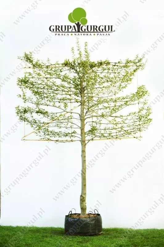 Grab pospolity kształtowany – Carpinus betulus ‚Pyramidalis'