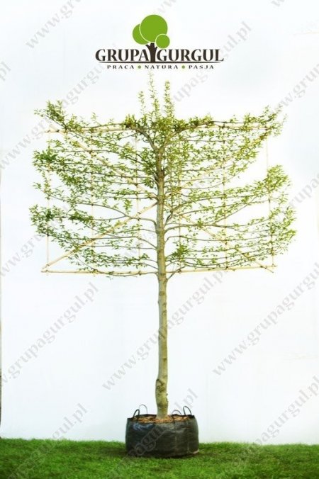 grab-pospolity-ksztaltowany-carpinus-betulus-pyramidalis_f